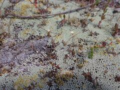 Leptinella conjuncta