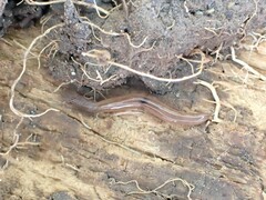 Rhynchodemus sylvaticus