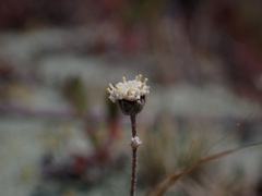 Leptinella conjuncta