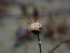 Leptinella conjuncta