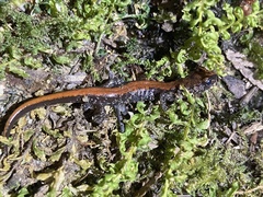 Plethodon idahoensis