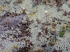 Leptinella conjuncta