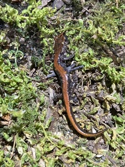 Plethodon idahoensis