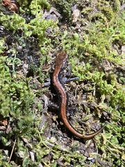 Plethodon idahoensis