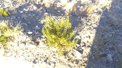Larrea tridentata