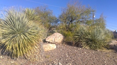 Asparagaceae