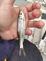 Hemiculter leucisculus