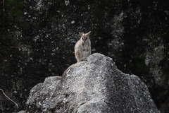 Petrogale mareeba