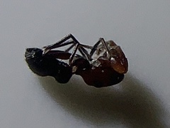 Peckhamia picata
