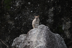 Petrogale mareeba