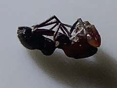 Peckhamia picata