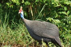 Numida meleagris mitratus