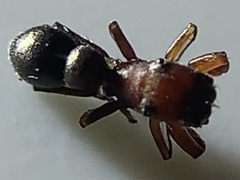 Peckhamia picata
