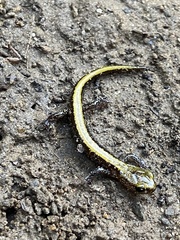 Plethodon idahoensis