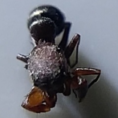 Peckhamia picata