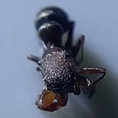 Peckhamia picata