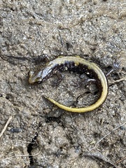 Plethodon idahoensis
