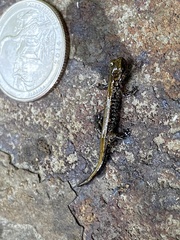 Plethodon idahoensis