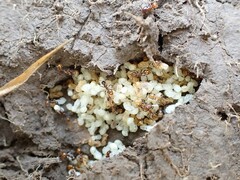 Chelaner antarcticus