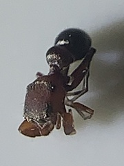 Peckhamia picata