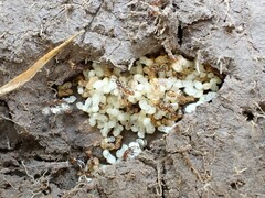 Chelaner antarcticus