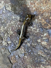 Plethodon idahoensis