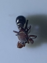 Peckhamia picata