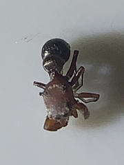 Peckhamia picata