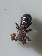 Peckhamia picata
