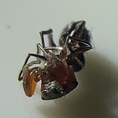 Peckhamia picata