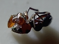 Peckhamia picata
