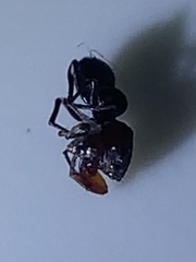 Peckhamia picata