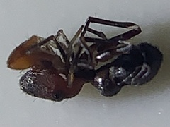 Peckhamia picata