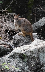 Petrogale mareeba