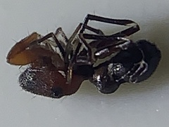 Peckhamia picata