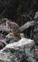 Petrogale mareeba