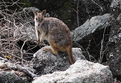 Petrogale mareeba