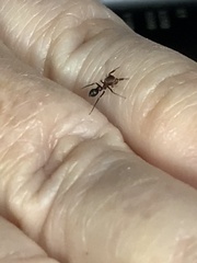 Peckhamia picata
