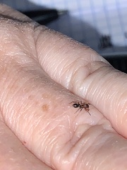 Peckhamia picata