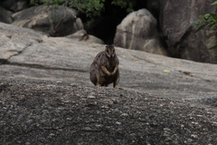Petrogale mareeba