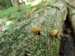 Simocybe serrulata