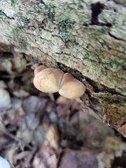 Simocybe serrulata