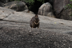 Petrogale mareeba