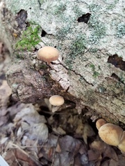 Simocybe serrulata