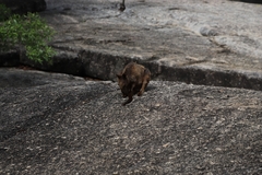 Petrogale mareeba