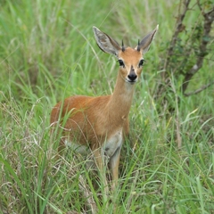 Raphicerus campestris campestris