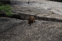 Petrogale mareeba