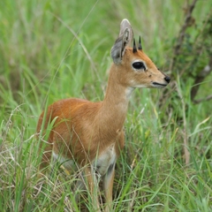 Raphicerus campestris campestris