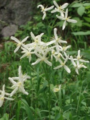 Clematis recta