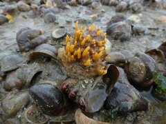 Polymastia boletiformis